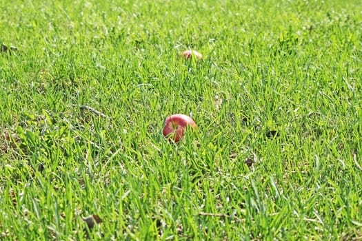 Green grass with two apples in it