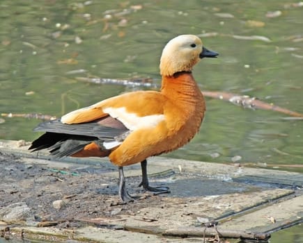 Orange duck is quacking on the pool