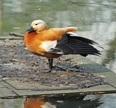 Orange duck is standing on the pool