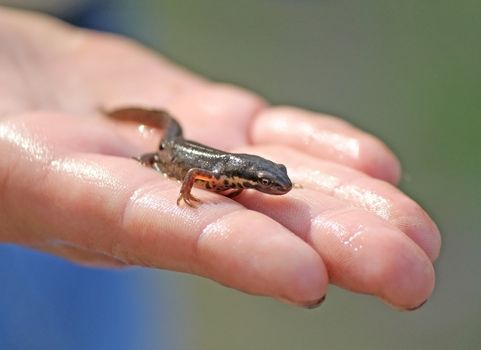A little triton lizard on the hand