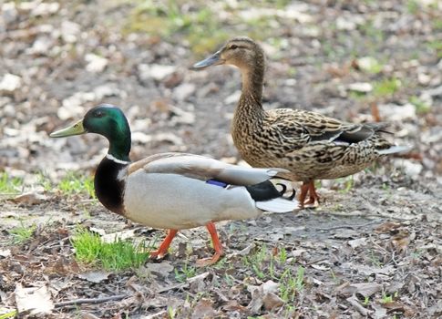 Two ducks - male and female - are walking together