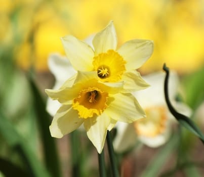 White and yellow narcissus in the flower-bed