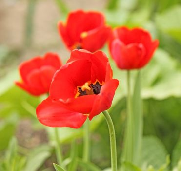 Red beautiful tulips field in spring time 