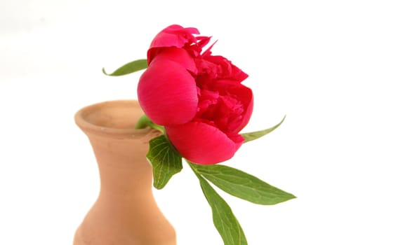 red flower in clay vase