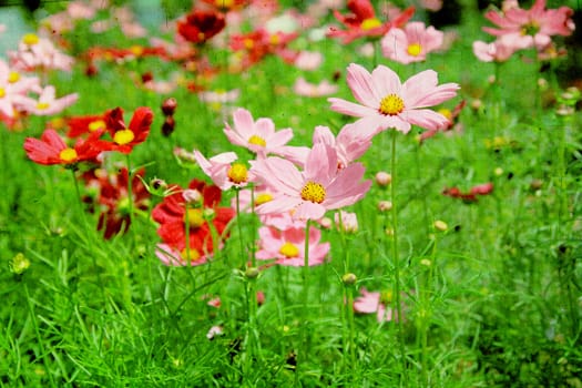 Vintage flower on paper background