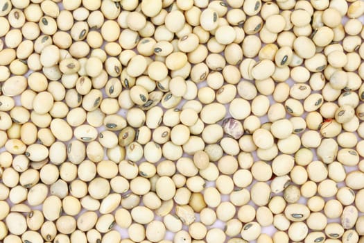 Soy bean use for background