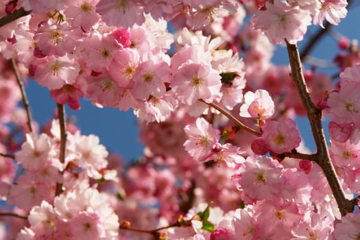 Cherry blossoms against a blue sky...