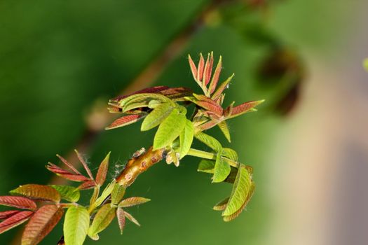 emerging buds on a walnut tree in early spring