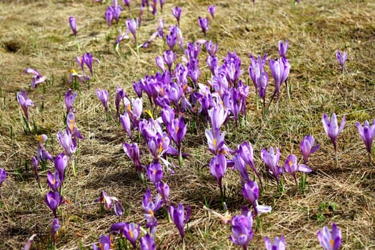 mountain flowers - crocus sativus in a beautiful meadow