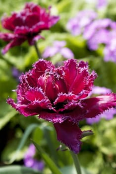 Spring red tulips over green meadow background