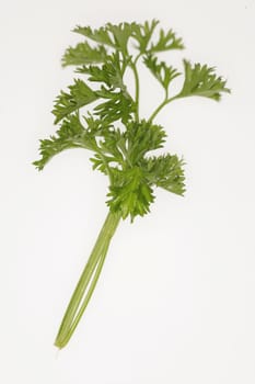 fresh parsley isolated on a white background