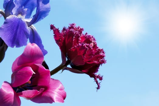 Spring flowers over blue sky background