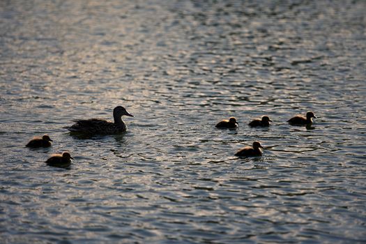 Six baby ducks swim with their mother backlit