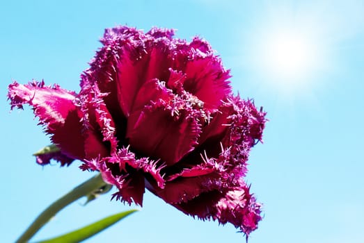 Spring flower over blue sky background