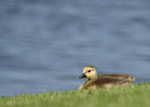 A Canada goose gosling sitting in the grass at lakeside.