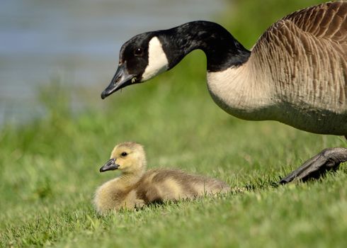 A Canada goose floating in a body of water.