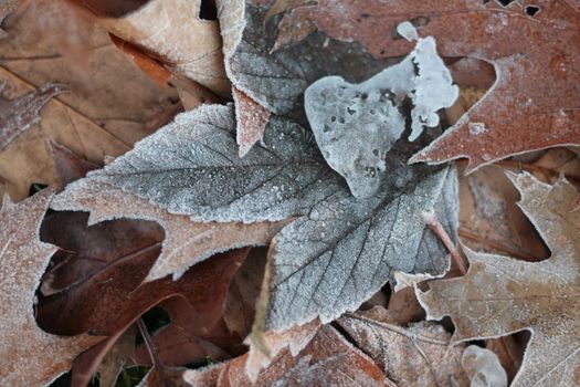 Close-up of some leave in the ground