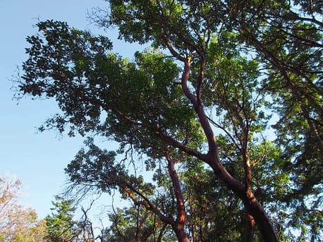 A photograph of the branches of a Pacific Madrone tree.  The Pacific Madrone (Latin Name: Arbutus menziesii) is a species of tree found on the west coast of North America.  It is known for its distinctive red peeling bark.