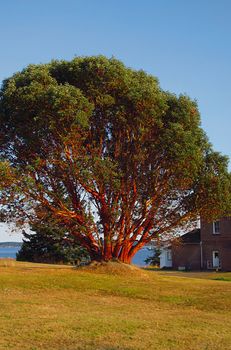 A photograph of a building near a waterway.  The large tree in the picture is a Pacific Madrone tree.  The Pacific Madrone (Latin Name: Arbutus menziesii) is a species of tree found on the west coast of North America.  It is known for its distinctive red peeling bark.

