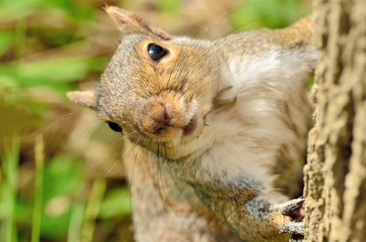 A gray squirrel closeup on a tree trunk.
