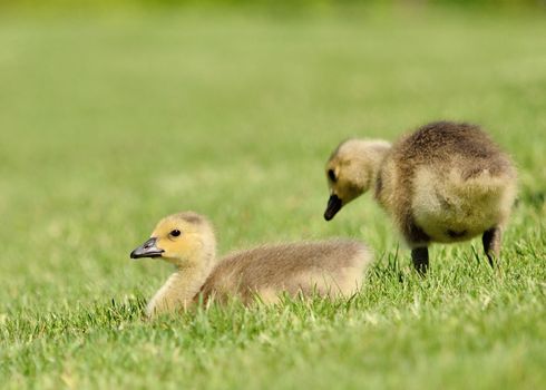 Canada Goose goslings sitting in the grass next to a pond.