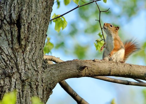 A red squirrel perched in a tree.