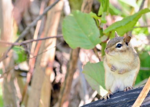 Chipmunk perched on a tree branch.