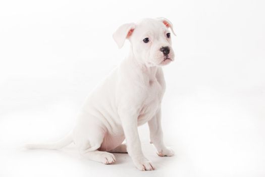 Crossbreed cute puppy in a studio having a great time