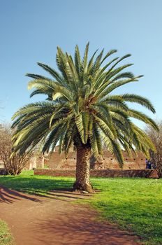 Palm tree and ruins in Rome on Palatine Hill