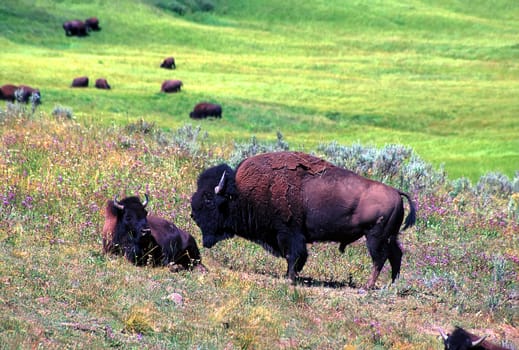 Bison graze on a summer day in Hayden Valley of Yellowstone National Park - USA.