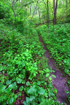 Narrow trail cuts through dense understory vegetation at Mississippi Palisades State Park in Illinois.