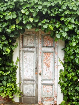 Ivy forms an arch over weathered doorway