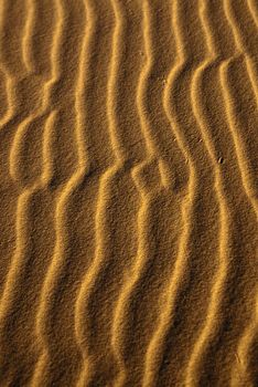 Light and shadow create sand snakes in desert