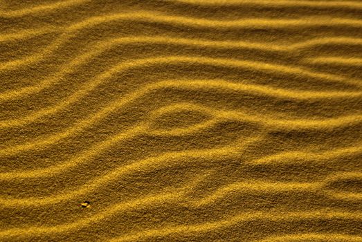 Desert sand ripples form sidewinder trails