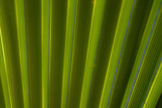 Very soft light abstract of green palm fronds