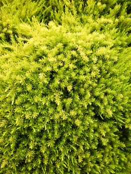 Green bushy plants on coastal California