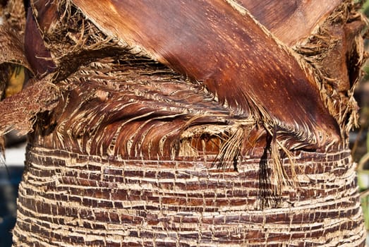 Color and pattern of base of desert palm tree