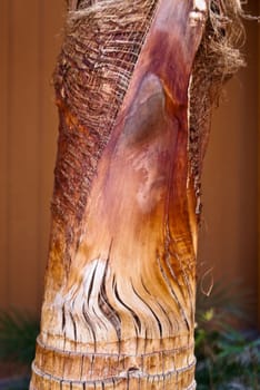 Rich and earthy colors of a bronzed palm tree trunk