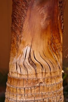 Rich and earthy colors of a bronzed palm tree trunk