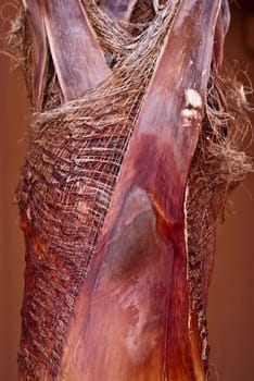 Intricate patterns woven on palm tree trunk