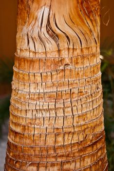 Rings on palm tree trunk show years of trimming