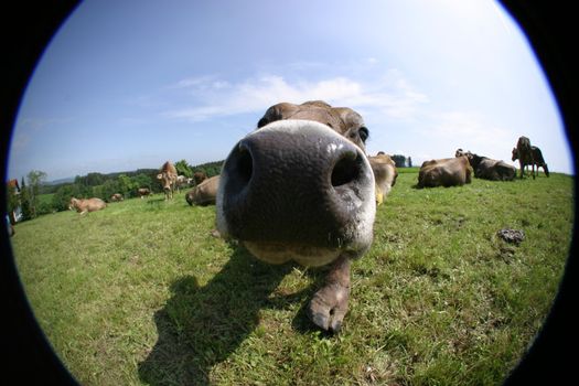 Picture of some cows on the field outside..