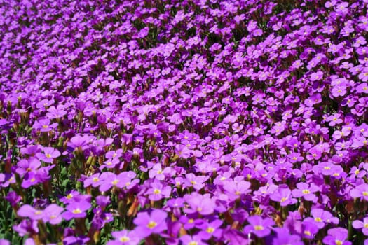 Close-up of some violett flowers sea of flowers