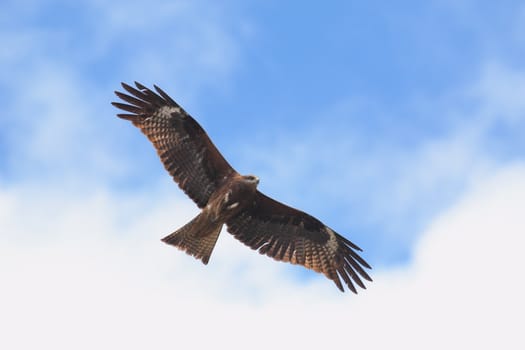 Black kite flying in the blue sky