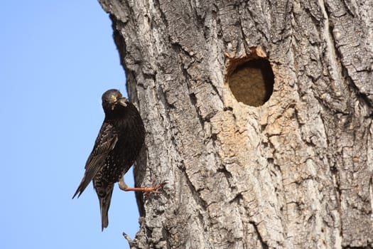 Starling sitting on a tree trunk near the nest