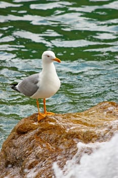 Gull on a rock at the foot of a waterfall