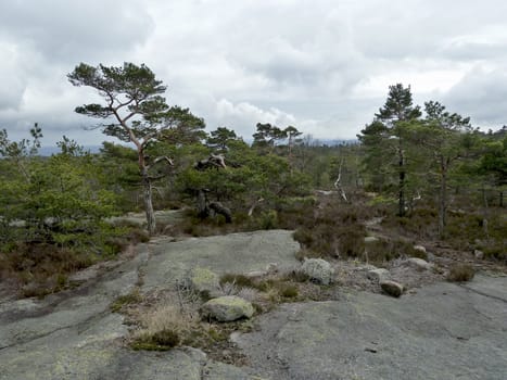 forest in norway with rock in foreground