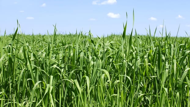 Wheat field. Bright green plants of wheat before flowering