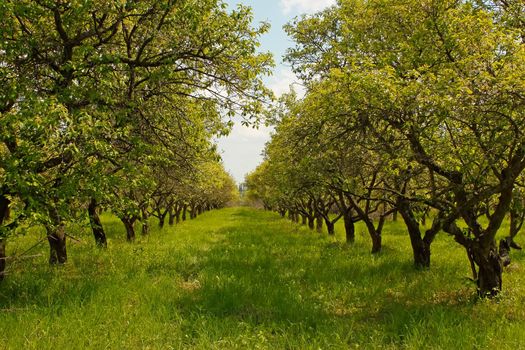 Rows of plum trees in orchard during the completion of spring flowering