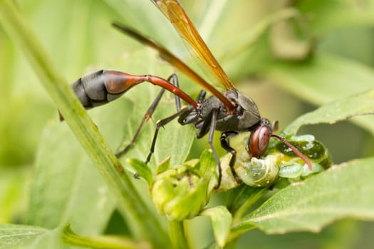 A hungry wasp eating a hatching larva